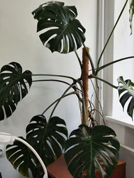 Поліроль (лак) для рослин Perfect Plant 200мл аерозоль фото від покупців 1
