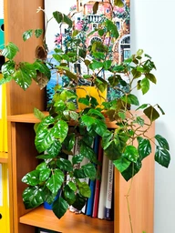 Поліроль (лак) для рослин Perfect Plant 200мл аерозоль