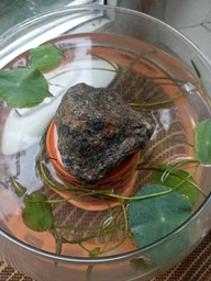 Смесь семян лотоса бонсай BowlLotus, микс цветов, 50 штук фото от покупателей 3
