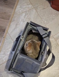 Сумка переноска для кота кошки собаки котят до 8 кг с ремешком на плечо серая 44х25х27 см (002296) фото от покупателей 5
