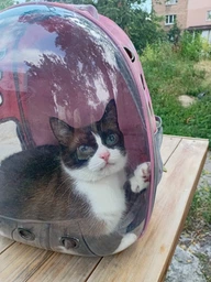 Рюкзак для перенесення котів і собак Pet Cat прозорий 42 см х 32 х 28 см Синій