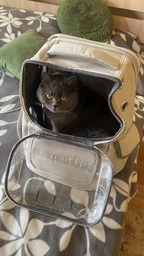Рюкзак переноска для кота кошки котенка маленьких собак до 8 кг прозрачный зеленый (002279) фото от покупателей 6