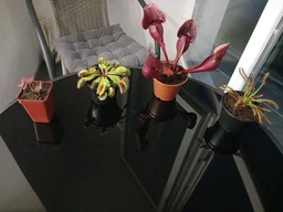 Рослина Dionaea muscipula Венерина мухоловка Діонея невелика в горщику