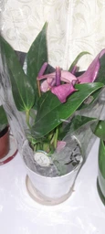 Живое растение Антуриум Зизу (Anthurium Zizou) в горшке 9 см, высотой 20-30 см, с цветками. фото от покупателей 1