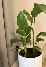 Рослина Стрелиція Регіна Strelitzia regina в 12 горщику, 30-40см.