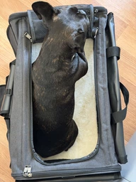 Сумка для перенесення Bestopet (Люпосанчик) Folding Pet Trolley Bag для котів і собак BS-SS-041, Black