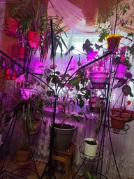 Світлодіодна фітолампа для росту рослин та розсади Gardlov Повний спектр 4 голови фото від покупців 4