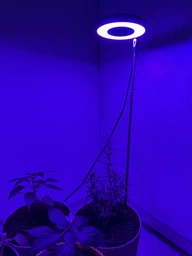 Фитолампа для растений кольцевая полного спектра LED фитосветильник для комнатных цветов Grow Light 10166, рассады, орхидей фито лампа 20-64 см фото от покупателей 4