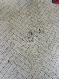 Гель від тарганів Advion Cockroach Syngenta шприц 30 грам (101181)