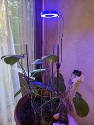 Фитолампа для растений кольцевая полного спектра LED фитосветильник для комнатных цветов Grow Light 10166, рассады, орхидей фито лампа 20-64 см фото от покупателей 2
