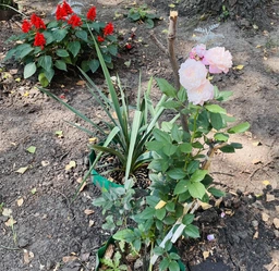 Роза Constance саджанець у плівці Matla Flowers