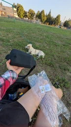 Сумка для лакомств и пакетиков для собак KALYU для дессировки и прогулок черная