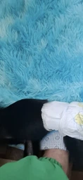 Підгузки Bella Happy Before Newborn 46 (вага 0-2 кг) фото від покупців 3