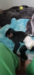 Підгузки Bella Happy Before Newborn 46 (вага 0-2 кг)