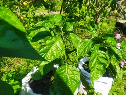 Набір для вирощування гострого перцю Pepper-X Carolina Reaper Red (Каролінський Жнець) фото від покупців 4