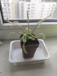Рослина Росянка Капська Альба Drosera Capensis Alba рослина в горщику