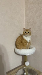 Когтеточка-комплекс для кота (Cat Tree) с полочками и домиком, устойчивая конструкция Volso Y-25 фото от покупателей 1