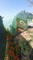 Теплиця садова 4х2.5х2 м Bonro UP-10м2 збірний парник для городу 10 кв. м² з вікнами з армованою плівкою Зелена фото від покупців 1