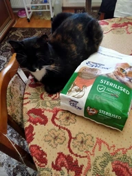 Сухий корм з індичкою Purina Cat Chow Sterilised Пуріна Кет Чао для стерилізованих котів 1,5 кг (7613287329516)