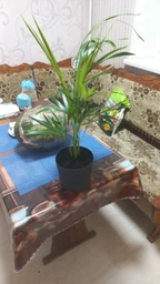 Пальма Арека (Діпсис) Areca (Dypsis), высота 40 см, Ø 9 фото от покупателей 1