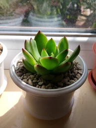 Суккулент Ехеверія Пулидоніс (Echeveria Pulidonis), контейнер 7*7*8 см (s055s)