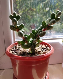 Суккулент Корпускулярія Лехману (Corpuscularia (Delosperma) lehmannii), контейнер 7*7*8 см (s138s)