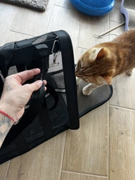 Сумка переноска для кота кошки котят собаки домашних животных до 8 кг каркасная полупрозрачная с ремешком на плечо кошачьи сумки для переноски котов кошек маленьких собак котенка чёрная размер L 50х27х27 см (002162) фото от покупателей 1