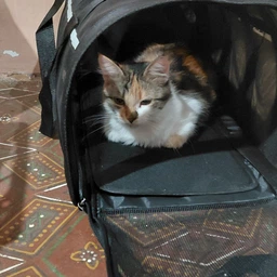 Сумка переноска для кота кошки котят собаки домашних животных до 8 кг каркасная полупрозрачная с ремешком на плечо кошачьи сумки для переноски котов кошек маленьких собак котенка чёрная размер L 50х27х27 см (002162)