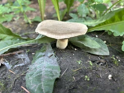 Мицелий Маслёнка зернистого, Suillus granulatus 100 г фото от покупателей 2
