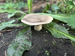 Мицелий Маслёнка зернистого, Suillus granulatus 100 г