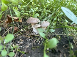 Міцелій Маслюка звичайного (Маслянка цього), Suillus luteus 100 г фото від покупців 1