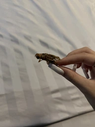 Коники - смажені та гострі пряні снеки комах 30g | Latiao Insects