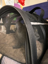 Сумка переноска для кота кішки кошенят собаки домашніх тварин до 5 кг каркасна напівпрозора з ремінцем на плече котячі сумки для перенесення котів кішок маленьких собак кошеня чорна розмір М 43х25х25 см (002160) фото від покупців 3