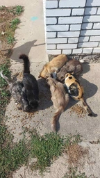 Сухий корм Golden Cat з куркою для дорослих котів 10 кг
