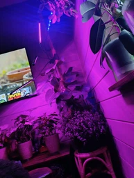 Настільна кімнатна фітолампа для рослин, 4 LED голови ZW-4, чорна фото від покупців 1
