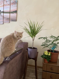 Подставка для вазонов WoodDecor косоногая средняя бук 210x650x430 мм покрытие маслом