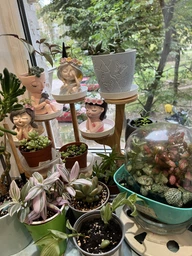 Сукулент Седум Клаватум (Sedum clavatum), контейнер 7*7*8 см (s026s)