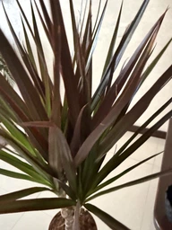 Рослина в горщику Драцена Маргіната Маджента dracanea marginata magenta фото від покупців 2