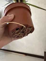 Рослина в горщику Драцена Маргіната Маджента dracanea marginata magenta