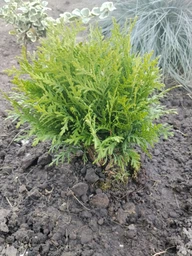 Саженцы Туи западной Даника&nbsp;(Thuja occidentalis Danica) Р9