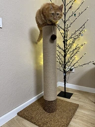 Когтеточка для кота кошки котика дряпка царапка Мур Мяу Дерево-2 50 х 50 х 90 см вертикальна кошачья точилка для когтей котов кошек котиков в джутовой веревке коричневый МТК столбик с клубочком дразнилкой кошачьи когтеточки фото от покупателей 5