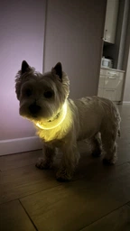 Яркий светодиодный LED ошейник для собак и кошек 70 см (можно укорачивать) с USB-заряд. Видимость до 500м в темноте. Цвет белыый. фото от покупателей 1