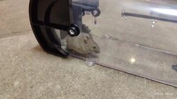 Мишоловка живоловка багаторазова з прозорого пластику Humane Trap (GS-25295)