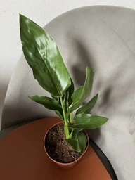 Рослина Стрелиція Регіна Strelitzia regina в 12 горщику, 30-40см.