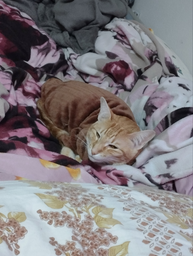 Флисовая кофта для котов (кошек) Фараон M Коричневый