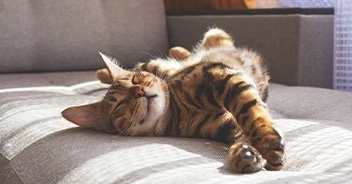 Коты