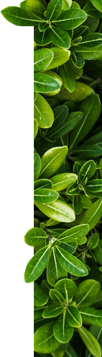 Greenery
