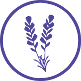 lavander