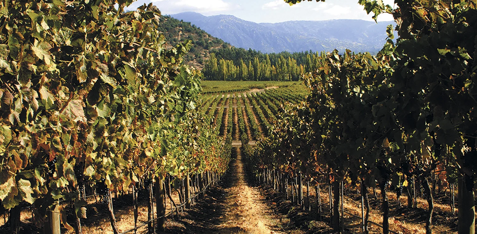 San Pedro vineyards