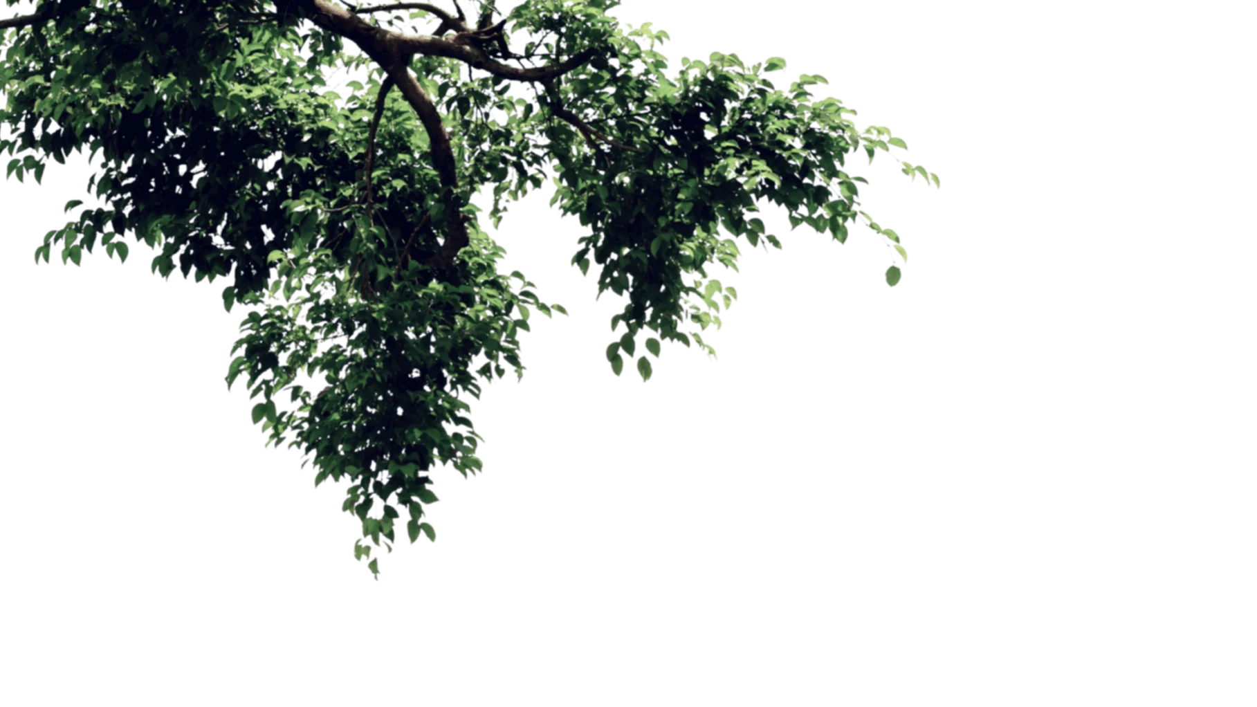 Tree Branches